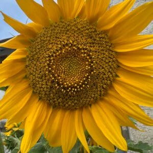 Monats-Channeling August 2025