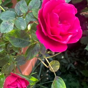 Monats-Channeling September 2025