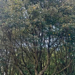 Monats-Channeling Oktober 2025