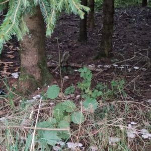 Monats-Channeling November 2025